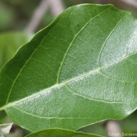 Cordia dichotoma G.Forst.